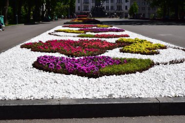 Bahçe Bahçeleri, Peyzaj Tasarım elementleri. Çiçek bahçesi. Bahçe düzenleme ve bahçe tasarımı. Parkta bahar çiçekleniyor. Kırmızı ve pembe begonya ve kadife çiçeği..
