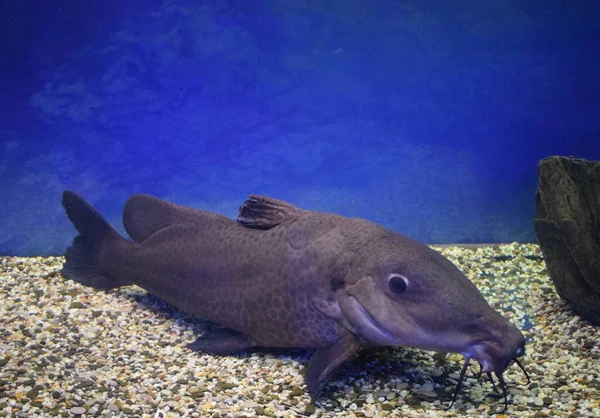 Zürafa yayın balığı (Auchenoglanis occidentalis).