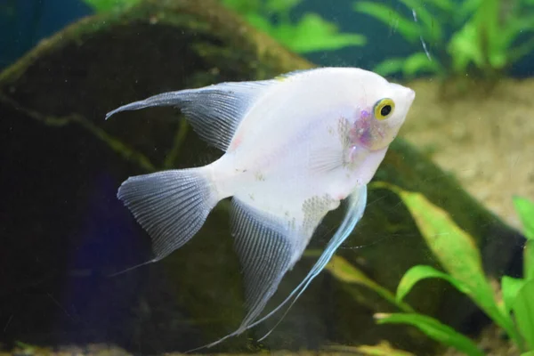 Fresh Water Planted Aquarium Silver Angelfish Angelfish Tank Fish Blurred — Stock Photo, Image