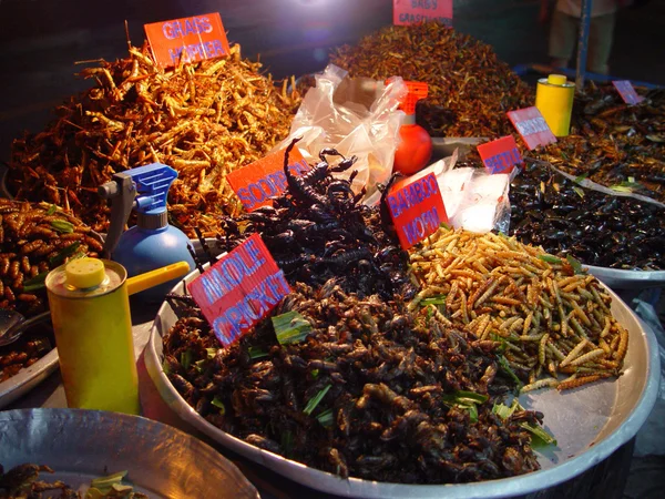 Comer insectos — Foto de Stock