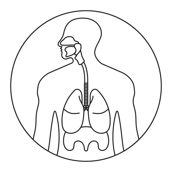 Redondeado Sistema Respiratorio Humano Tracto Respiratorio Icono Línea Delgada Para — Vector de stock