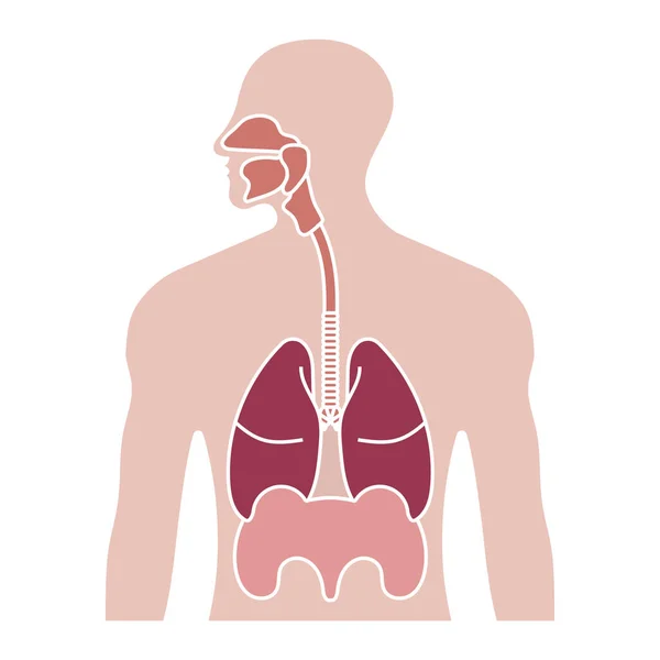 Icône Couleur Plate Système Respiratoire Humain Des Voies Respiratoires Pour — Image vectorielle