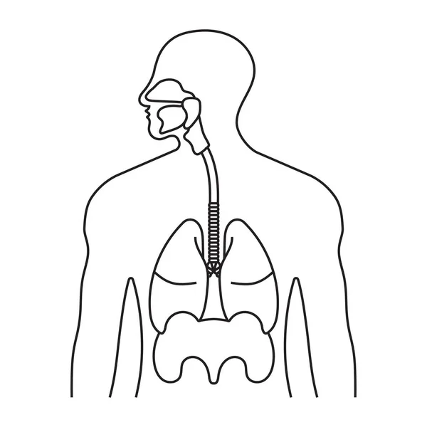 Sistema Respiratorio Humano Línea Vías Respiratorias Icono Vector Arte Para — Vector de stock