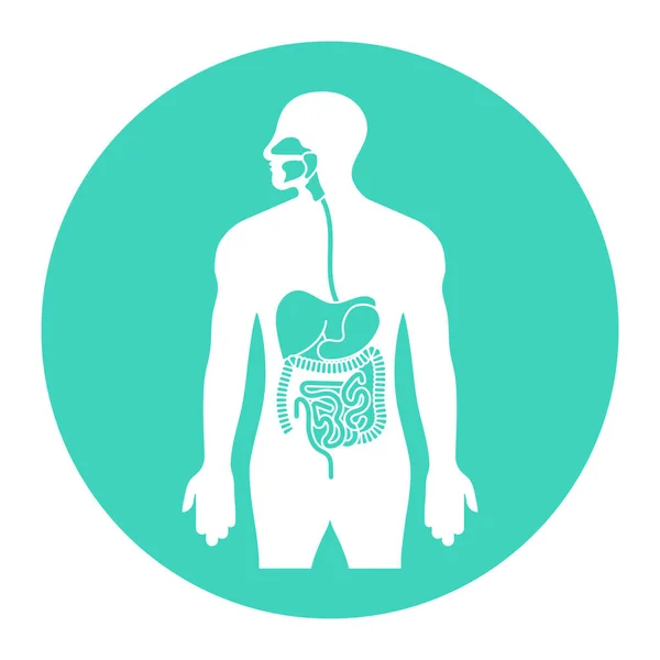 Tracto Alimentar Humano Órgãos Sistema Digestivo Ícone Vetor Plana Para — Vetor de Stock