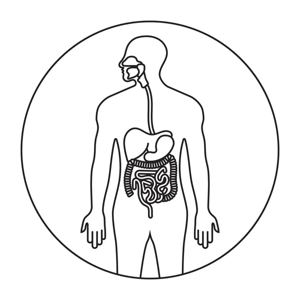 Human Alimentary Canal Digestive System Line Art Icon Apps Websites — Stockový vektor