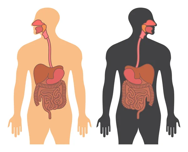 Tracto Gastrointestinal Humano Sistema Digestivo Ícone Cor Vetorial Plana Para — Vetor de Stock
