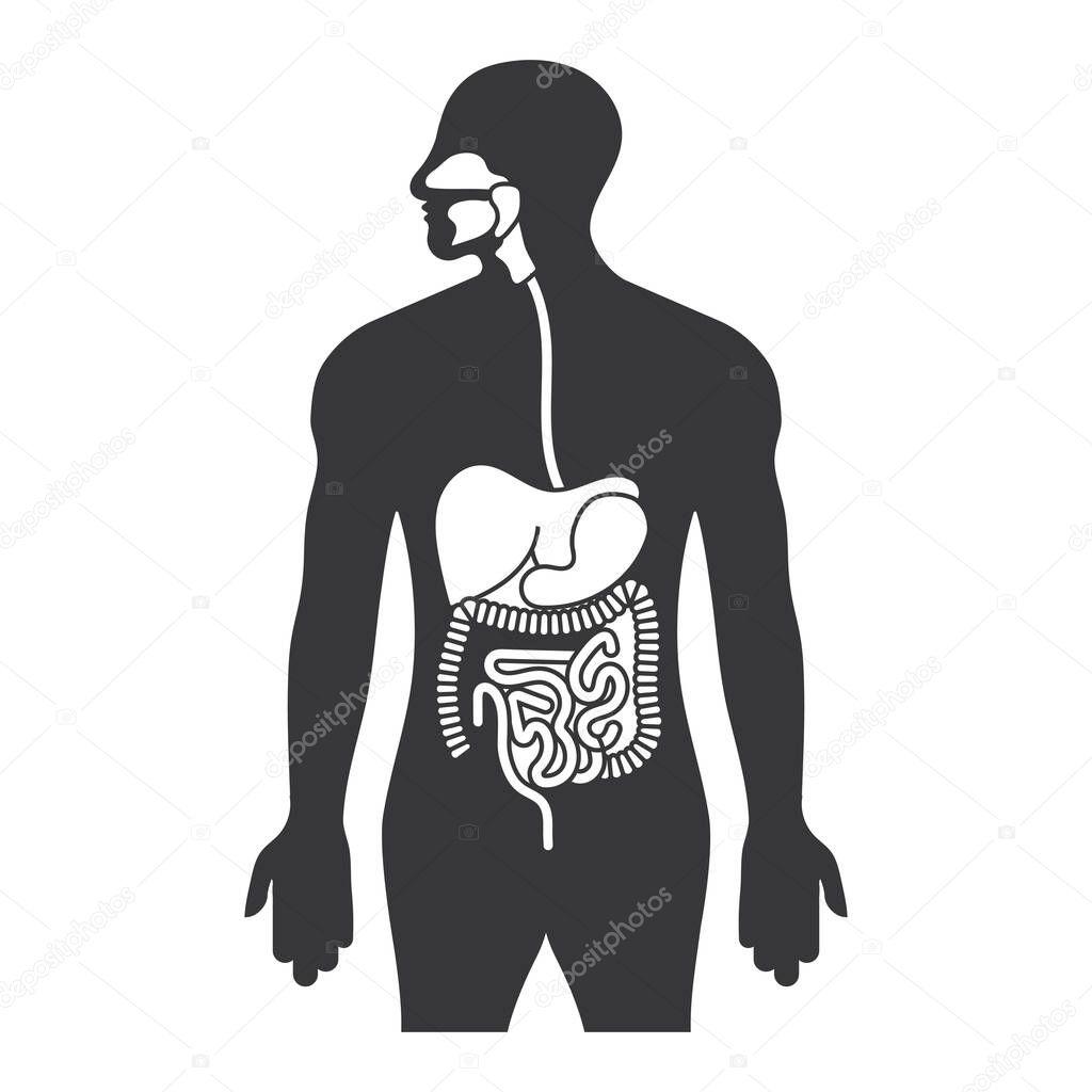 Human gastrointestinal tract or digestive system flat icon for apps and websites