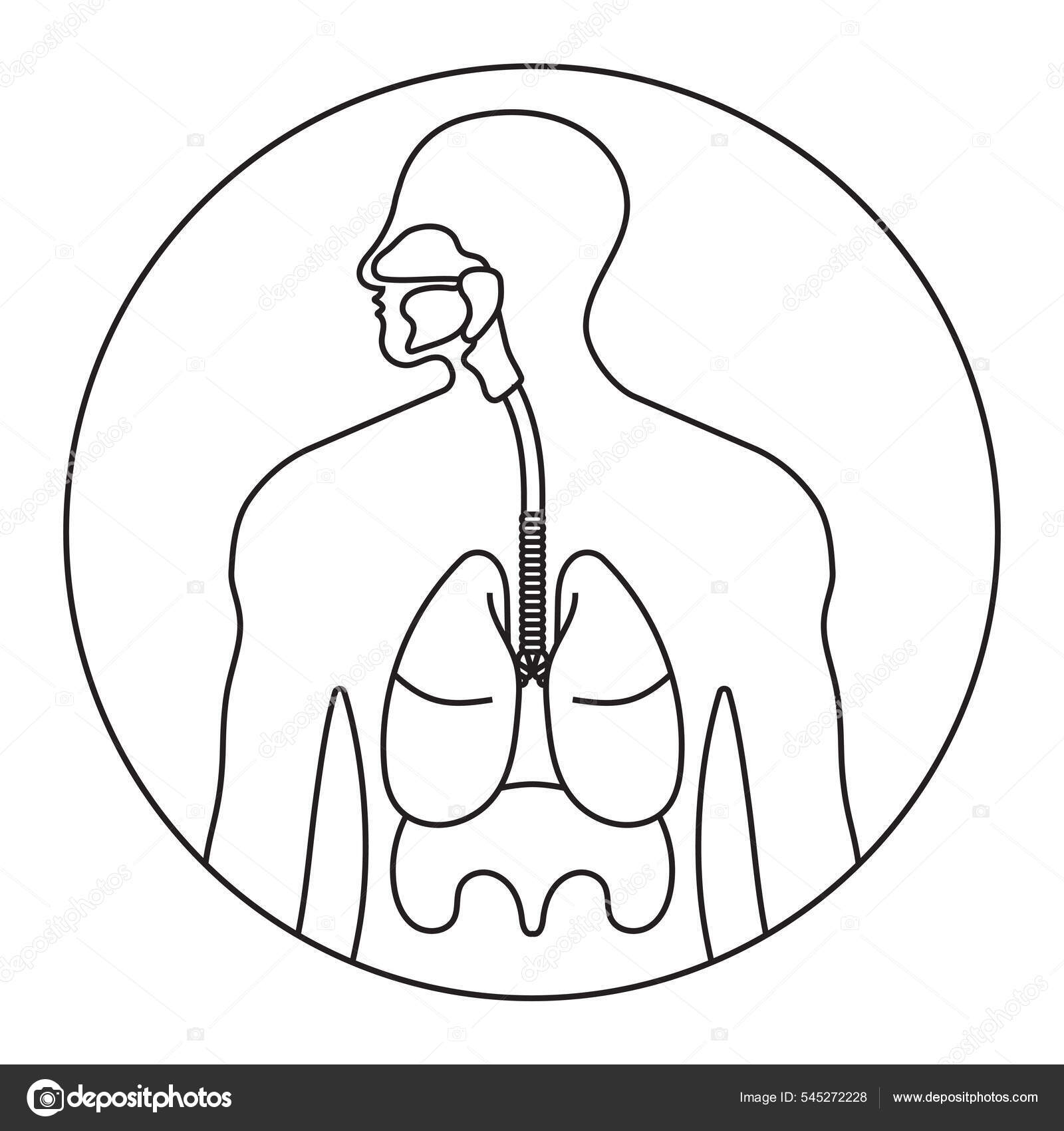 Human Lungs Pulmonary Infection Internal Organ. Respiratory System Inside  Body Silhouette Stock Illustration - Illustration of body, connected:  96760506