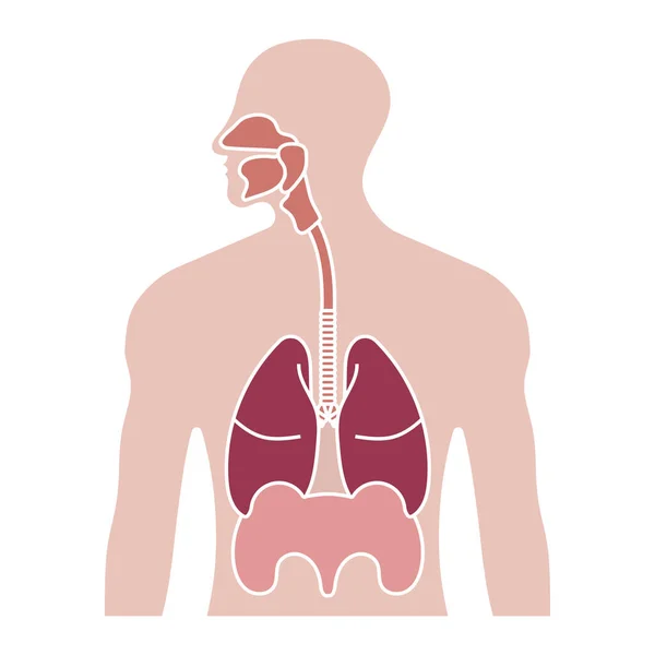 アプリやウェブサイトのための人間の呼吸器系や呼吸器系のフラットカラーアイコン — ストックベクタ