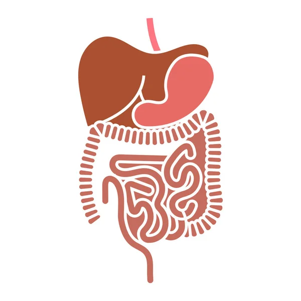 Menselijke Spijsvertering Organen Platte Vector Kleur Pictogram Voor Apps Websites — Stockvector