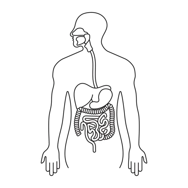 Tracto Gastrointestinal Humano Sistema Digestivo Icono Línea Arte Para Aplicaciones — Vector de stock