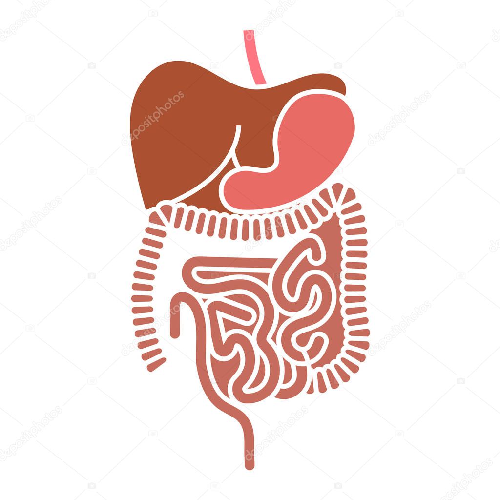 Human digestive system organs flat vector color icon for apps and websites