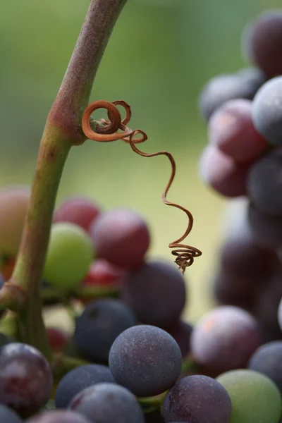 Ripe grapes — Stock Photo, Image