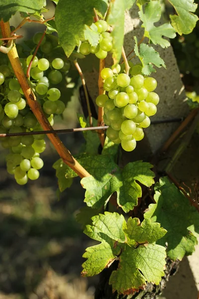 Witte druiven, wijngaard — Stockfoto