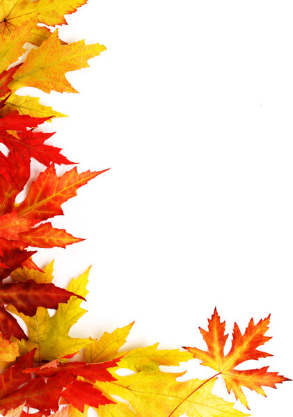Colorful autumn fallen leaves