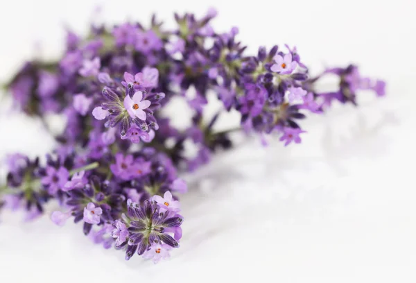 Fresh lavender — Stock Photo, Image
