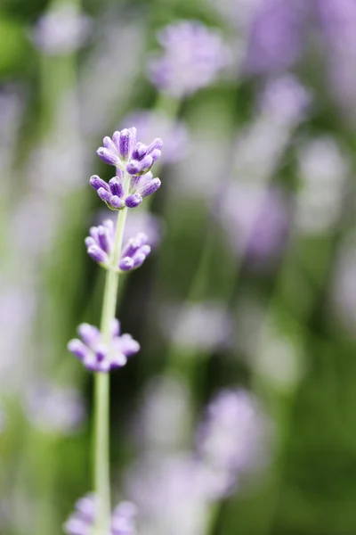 Flor de lavanda — Fotografia de Stock