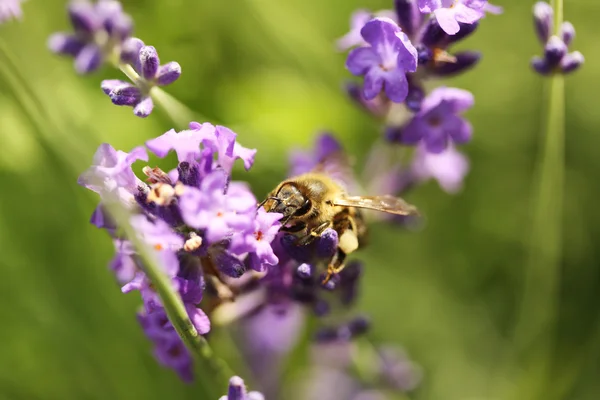 Honingbij op lavendel bloem — Stockfoto