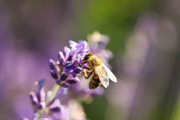 Abeja de miel en flor de lavanda —  Fotos de Stock