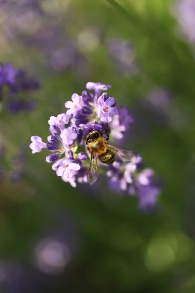 Abeja de miel en flor de lavanda —  Fotos de Stock