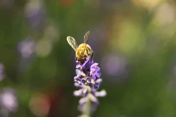 Abeja de miel en flor de lavanda —  Fotos de Stock