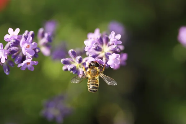 Včely na květu levandule Stock Obrázky