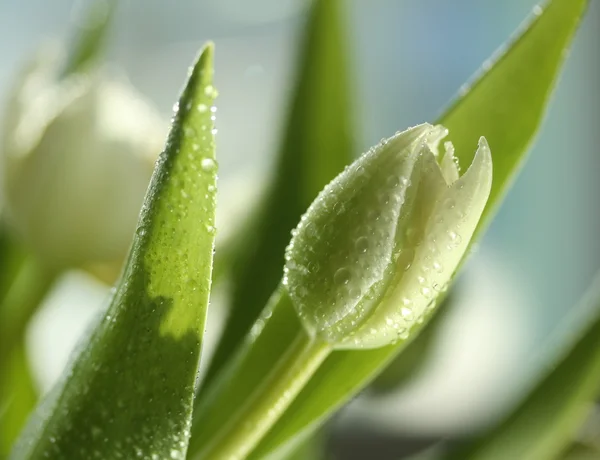 Droppar vatten på vit tulpan i solljus — Stockfoto