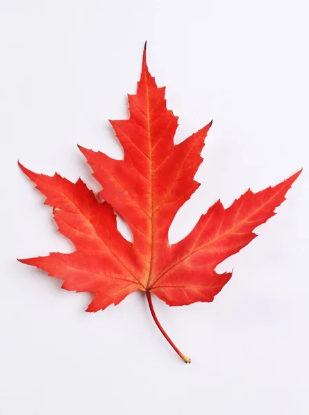 Red colorful maple leaf — Stock Photo, Image