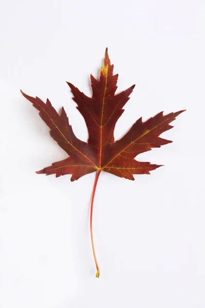Red and brown maple leaf on white background — Stock Photo, Image