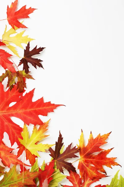 Autumn fallen colored leaves on white background — Stock Photo, Image