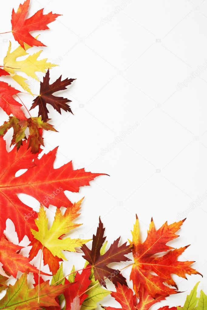 Autumn fallen colored leaves on white background