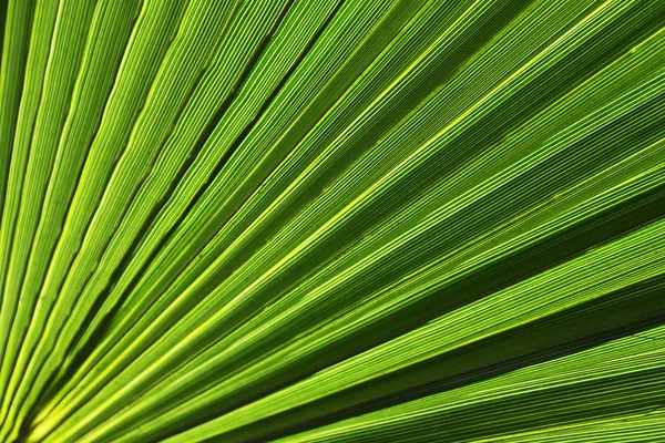 Folha de palma verde e fresca — Fotografia de Stock