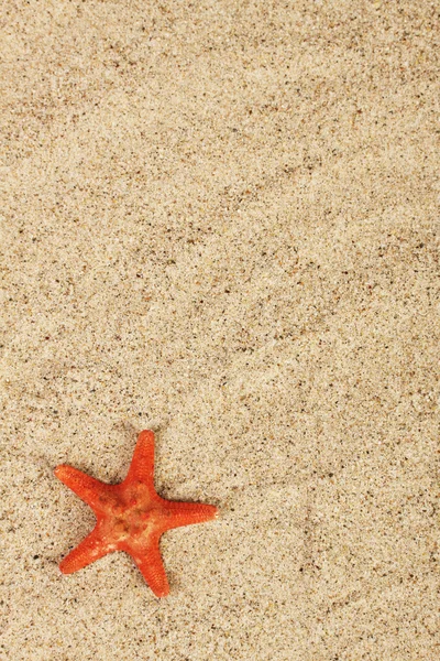 Estrella de mar roja en la arena del mar —  Fotos de Stock