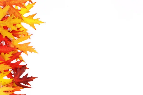 Autumn fallen colored leaves on white background - Stock Image — Stock Photo, Image