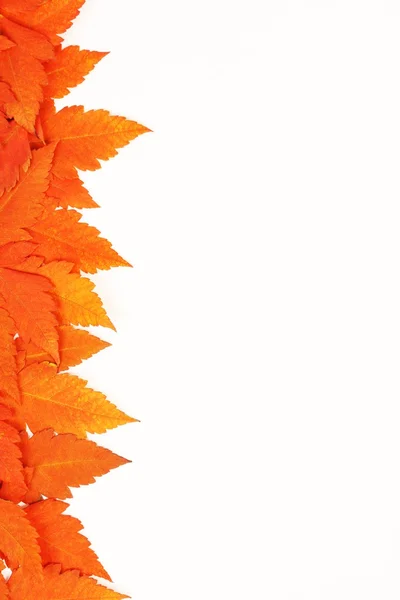 Orange autumn fallen leaves on white background — Stock Photo, Image