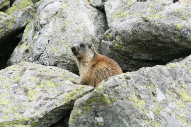 Groundhog ayakta yanında onun yuva kaya