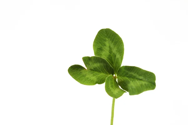 Four-leaf clover on white background — Stock Photo, Image