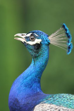 yeşil renkli peacock