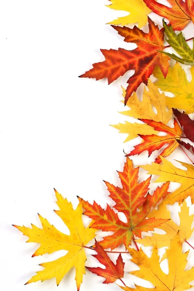 Autumn fallen colored leaves on white background — Stock Photo, Image