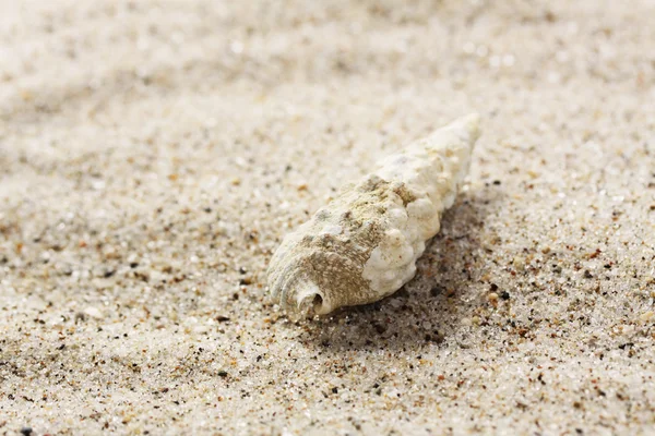 Маленькая раковина на песке из моря - горизонтальная — стоковое фото