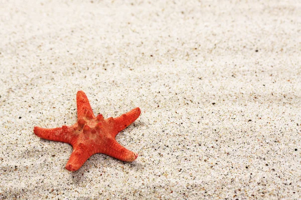 Estrella de mar roja en la arena del mar —  Fotos de Stock