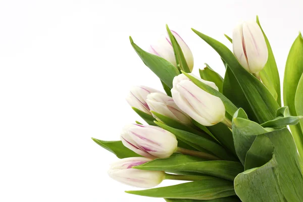 Kytice tulipánů bílého a fialového izolovaných na bílém pozadí s místem pro text — Stock fotografie