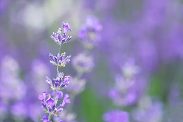 Lavendel - achtergrond van lavendr bloemen — Stockfoto