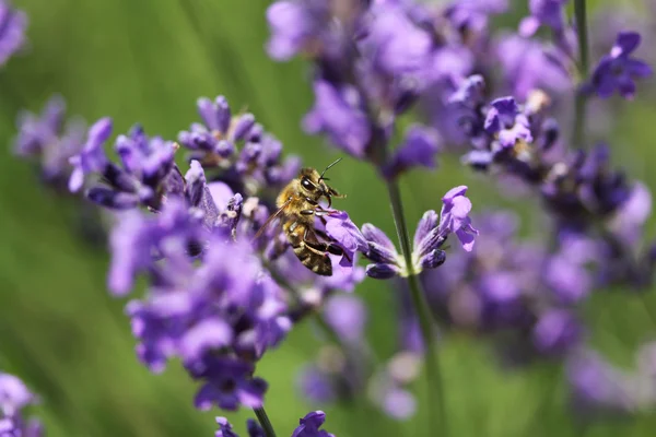 Abeja de miel en flor de lavanda. La abeja colecciona polen . —  Fotos de Stock