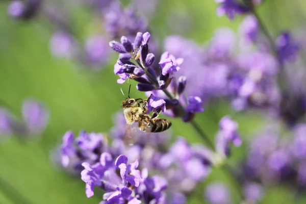 Abeja de miel en flor de lavanda. La abeja colecciona polen —  Fotos de Stock