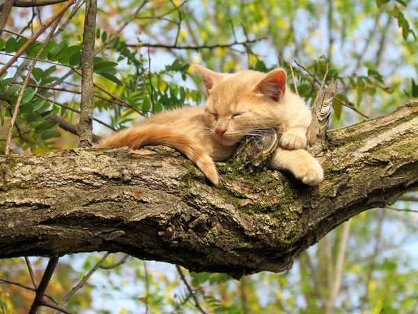 Γάτα που κοιμάται σε ένα δέντρο Royalty Free Εικόνες Αρχείου
