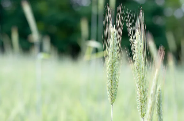 Пшеница Лицензионные Стоковые Фото