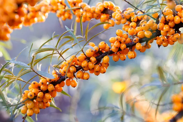 Ramo Bacche Coronopo Del Mare Arancioni Mature Con Foglie — Foto Stock