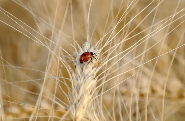 Joaninha no caule de trigo do trigo — Fotografia de Stock