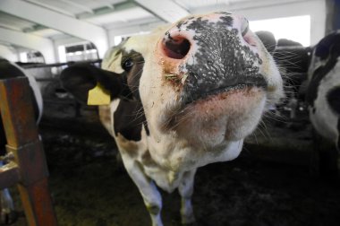 inek duran bir ahır